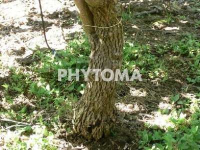Phomopsis actinidiae 